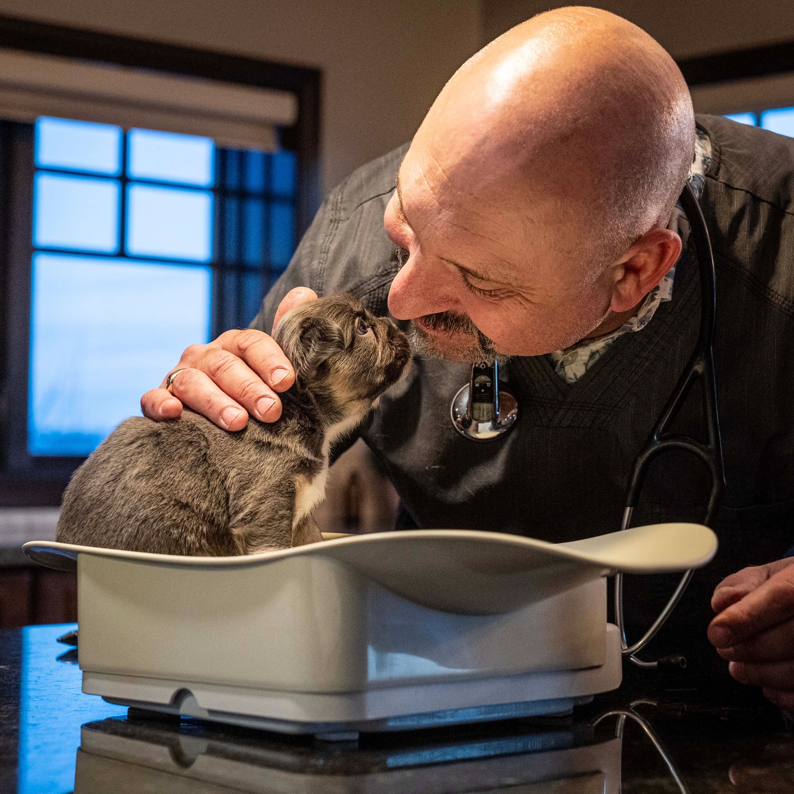 Veterinarian examining kitten