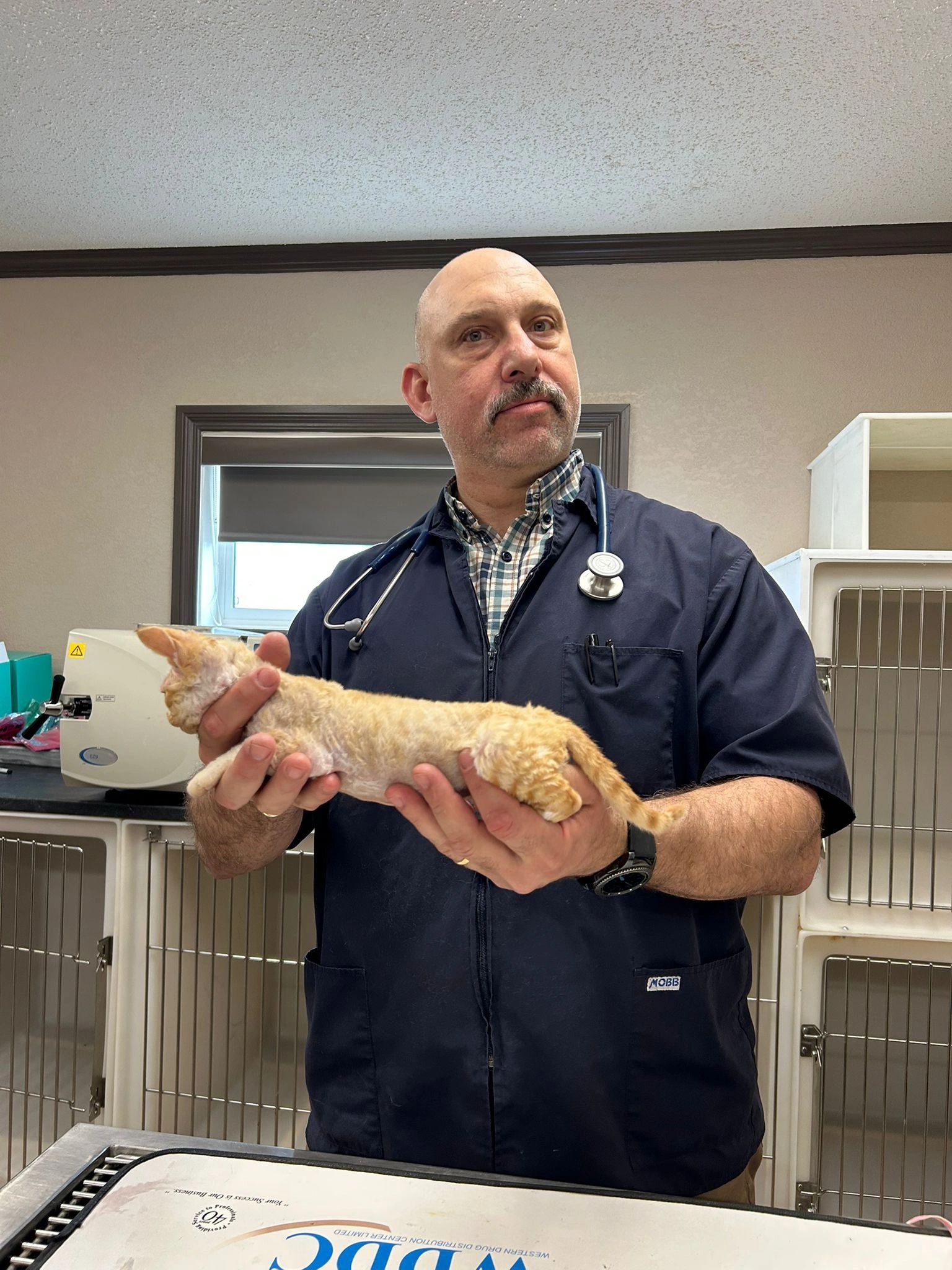 Vet holding orange cat
